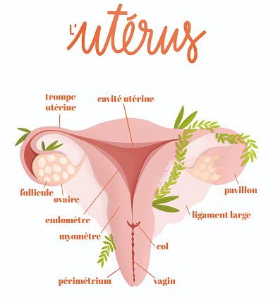 Schéma anatomique étiqueté de l'utérus et du système reproducteur féminin en français, montrant des parties telles que l'ovaire, la trompe de Fallope, la cavité utérine, le col de l'utérus et le vagin.